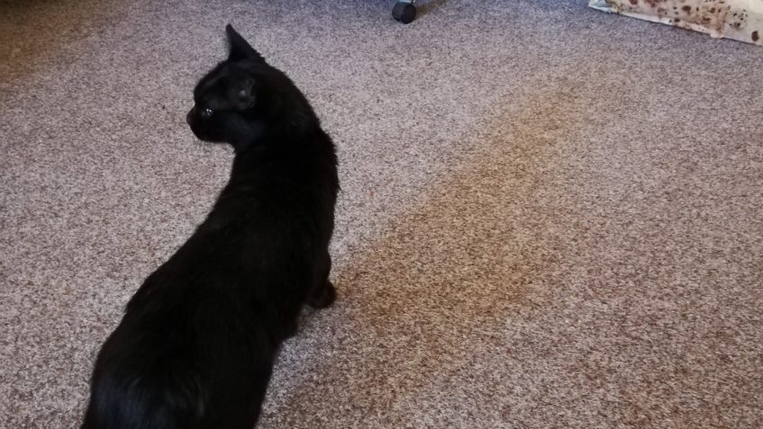 PETRUŠKA POSÍLÁ PRVNÍ ZPRÁVY Z NOVÉHO DOMOVA-DĚKUJEME...