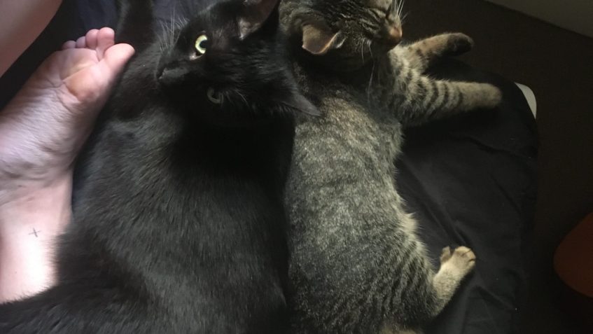 POZDRAV Z NOVÉHO DOMOVA PŘIŠEL OD KOCOURKA MIKASÍKA  :-) NOV...