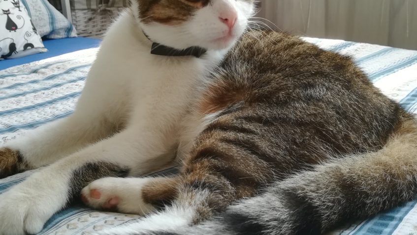 POZDRAVY OD FORESTA GAMPA...