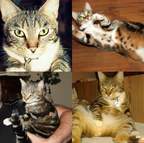 PROSBA O POMOC A O SDÍLENÍ!!!! ZTRÁTA KOCOURKA!...