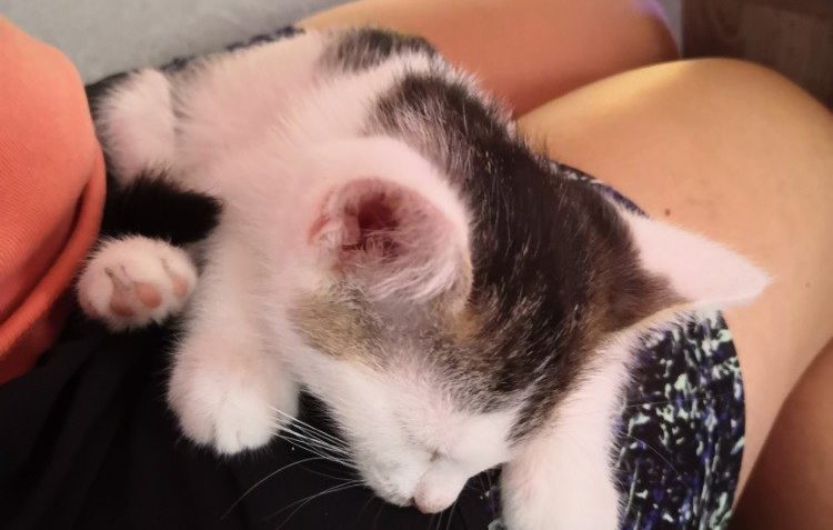 PRVNÍ ZPRÁVY Z NOVÉHO DOMOVA NÁM POSLALA NAŠE KOČIČÍ KVĚTINK...