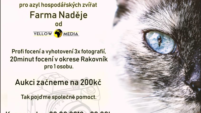 Pro naše kočičky už se dražilo a teď Yellow World Media po...