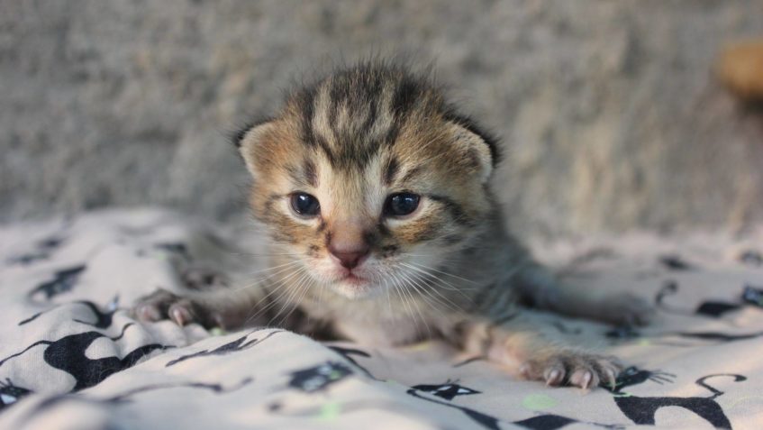 PŘEDSTAVUJEME VÁM  MIMINKA OD MAMINKY OKTÁVYSOPRÁNEK, BASIČK...