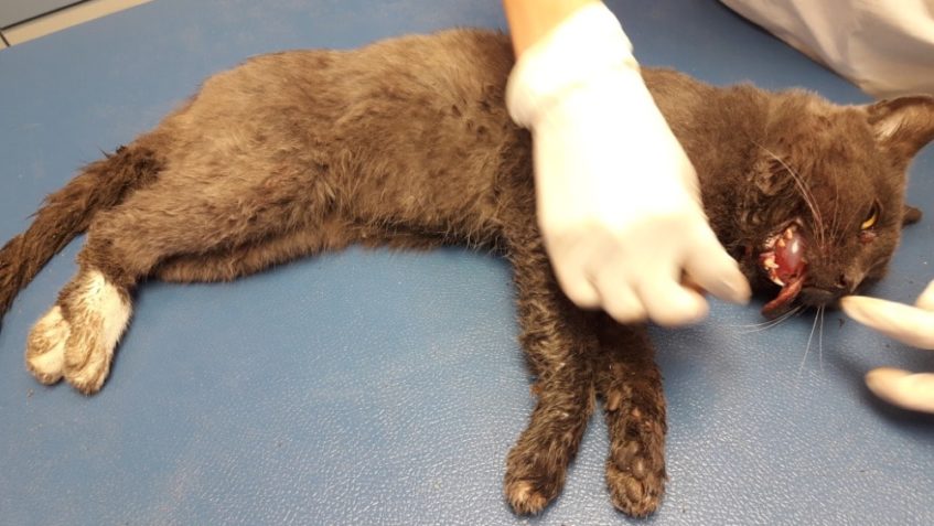 R. I. P. KOCOURKU Z PODLUSK...