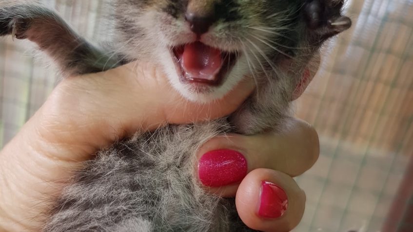 SEDMÉ KOTĚ MAMINKY Z VRBICE...