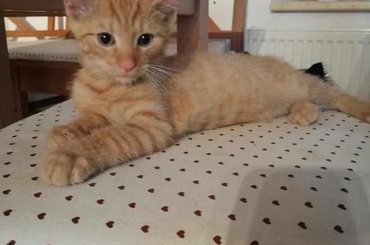 SLADKÝ ČMELÁČEK...