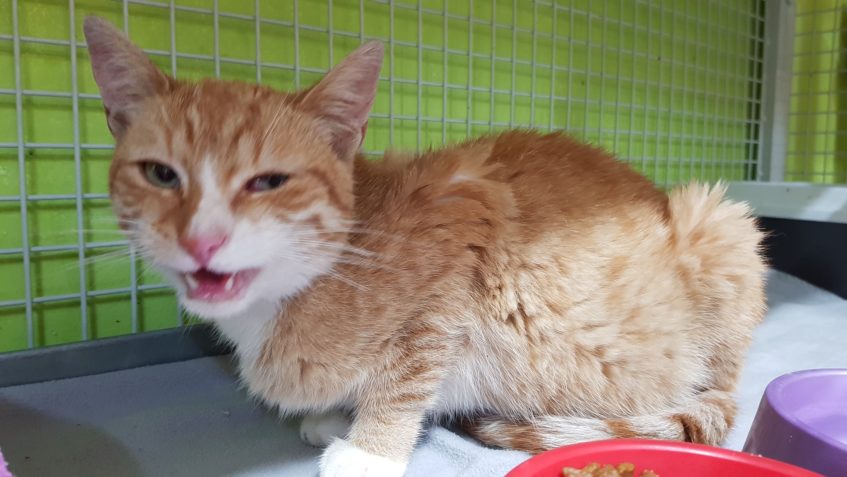 SLUNÍČKOVÁ "NOVINKA" JARÝSEK...