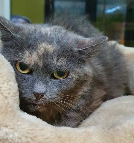 SMUTNÁ KOČIČKA MONA SE NELEPŠÍ...