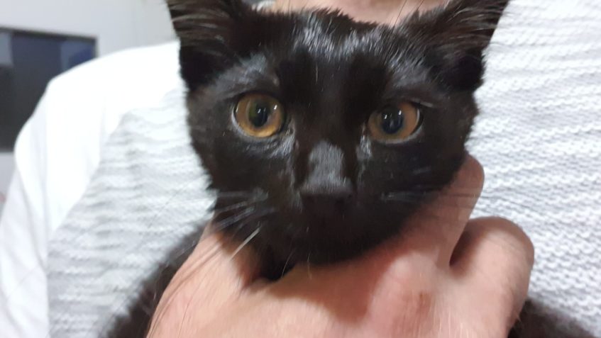 SOUROZENCI ŽÍŽI,  JEJICH  ODCHYT,  ČERNÝ BRÁŠKA  JE JIŽ  VE ...