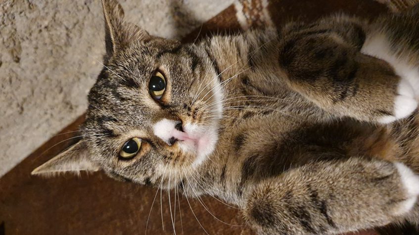 STEJNĚ TAK KOCOUREK  BOŽAN...