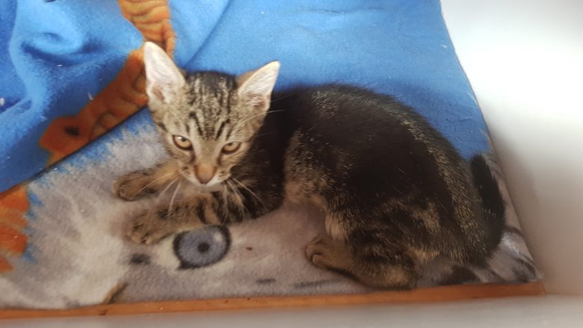 TOHLE MRNĚ - KAMELOTEK, NÁS VČERA PĚKNĚ POTRÁPILO....