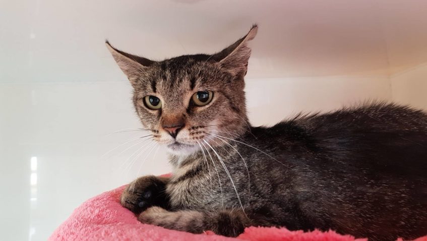 Tahle kočičí maminka nás pěkně potrápila. Dostala horečku, h...