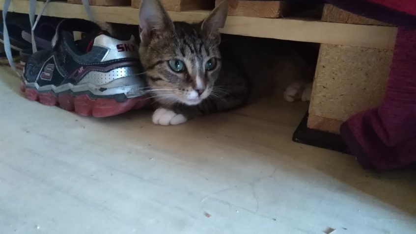 TŘEŠINKA  Z DOMOVA...