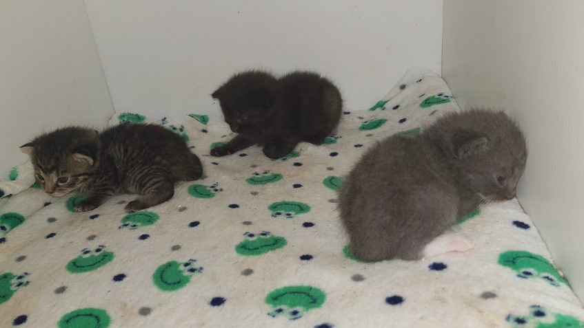 U RODINKY Z LIBKOVIC  - černá maminka se čtyřmi koťátky -  s...