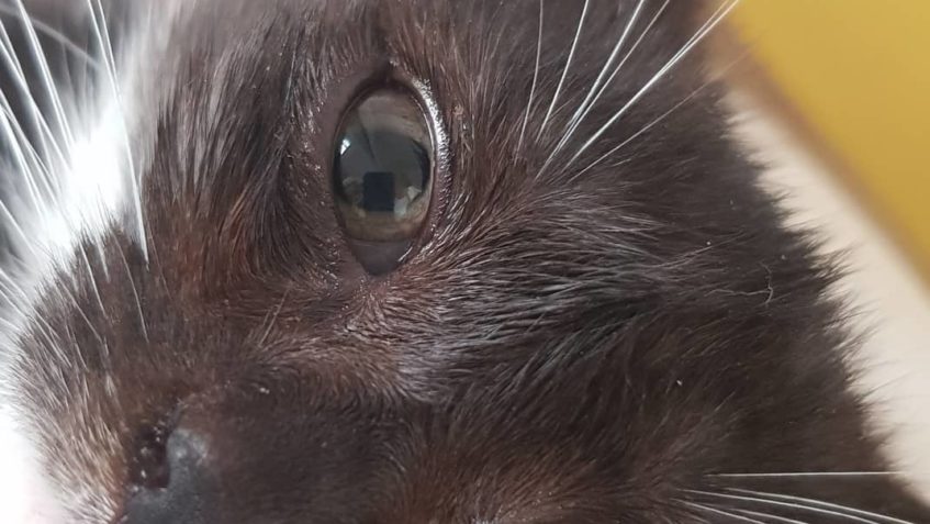 VINÝSEK, jehož očička nás náhle zaskočila bílým zakalením, s...