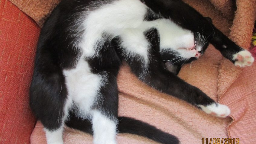 VÍM, ŽE SAMOCHVÁLA SMRDÍ, ALE MUSÍM VÁM TO OPĚT PŘIPOMENOUT ...