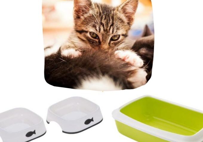 Výbava na umísťovací výstavy - Kočičí domov Sluníčko z.s. - Kočičí přání