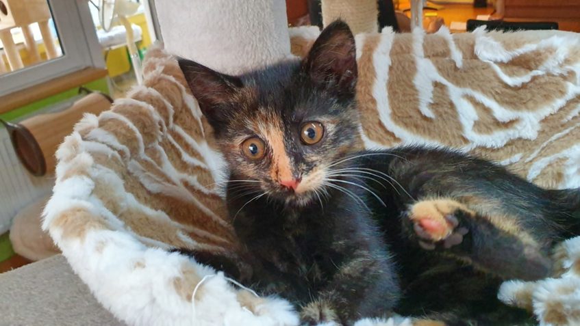 VČERA PŘIJATÁ MALÁ KOČIČKA ŠANTIČKA  ZE SÍDLIŠTĚ  Z ROUDNICE...