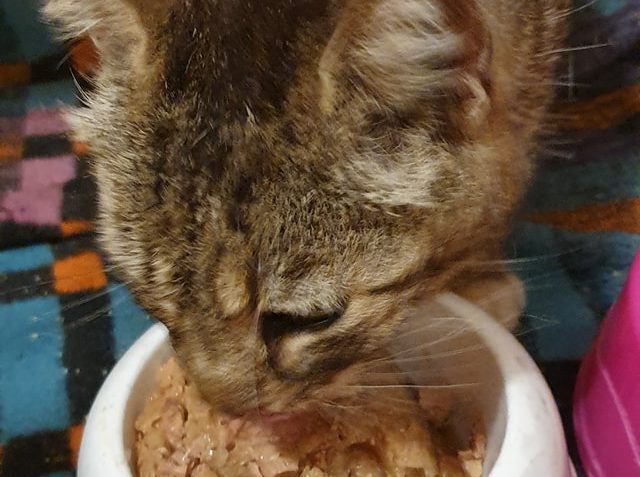 VČERA PŘIJATÁ STARÁ  HLADOVÁ, BEZ ZUBŮ, ZUBOŽENÁ, KOČIČKA Z ...