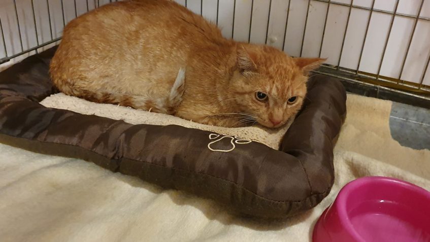 VČERA SE PO NĚKOLIKA  DNECH PODAŘILO ODCHYTIT KOCOURKA Z LOK...