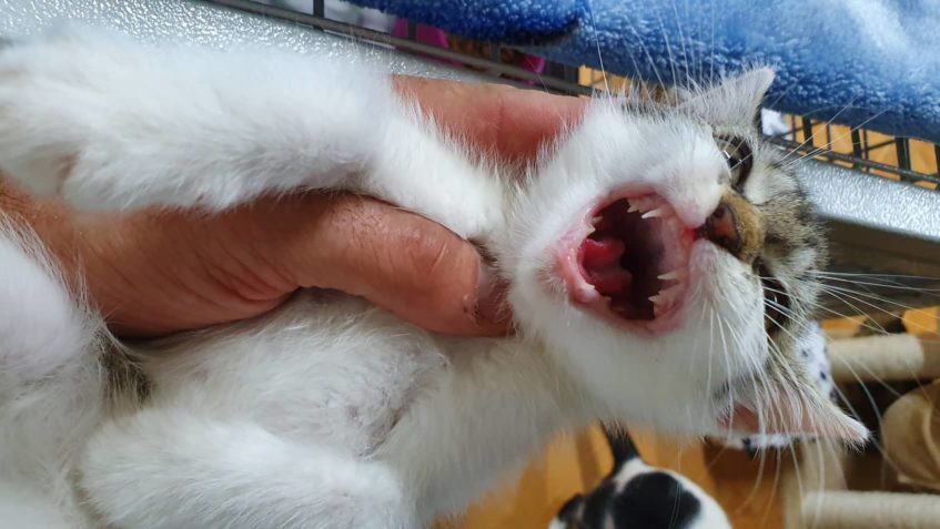 VČEREJŠÍ DEN VE SLUNÍČKU - NIKDY NEKONČÍCÍ PRÁCE A STAROSTI ...