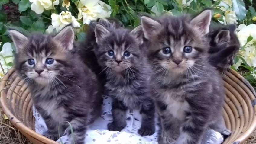 VŠECHNO  NEJLEPŠÍ K SVÁTKU  VŠEM KOČIČKÁM........