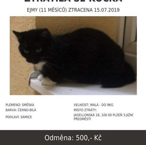 ZTRÁTA KOČIČKY - MAJITELÉ PROSÍ O SDÍLENÍ!!!!...