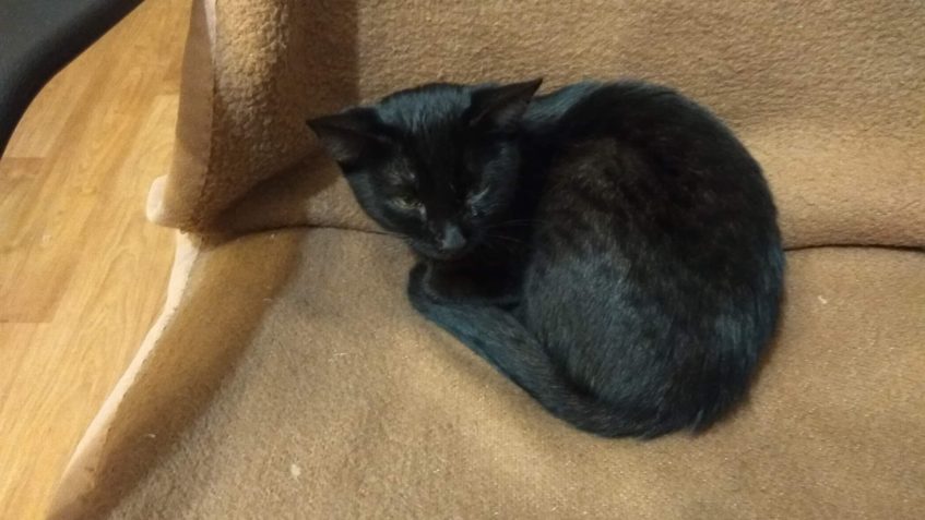 ZVONILKA UŽ NA NERVY ZVONÍ SVÉ MÁMĚ A TÁTOVI...