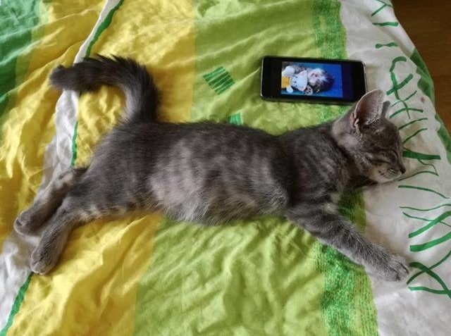 kOCIÁNEK V NOVÉM DOMOVĚ VINCENC ONEMOCNĚL  STAL SE ZÁVISLÝM ...