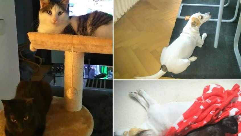 ŠIBAL V NOVÉM POKRAČUJE V OKUPACI PROSTŘEDÍ...