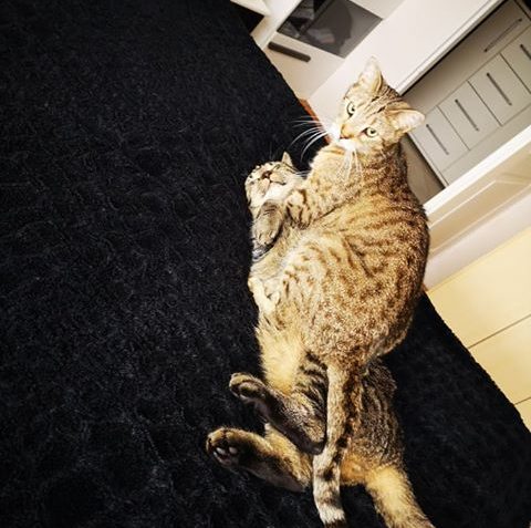 ŠILHÁNEK VS ZÁZVOREK...