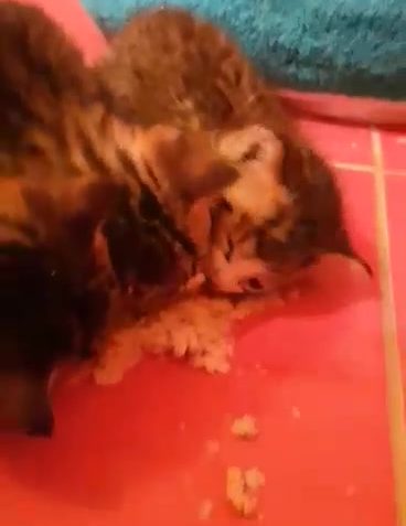 21 reakcí, včetně To se mi líbí, To mě mrzí a Super