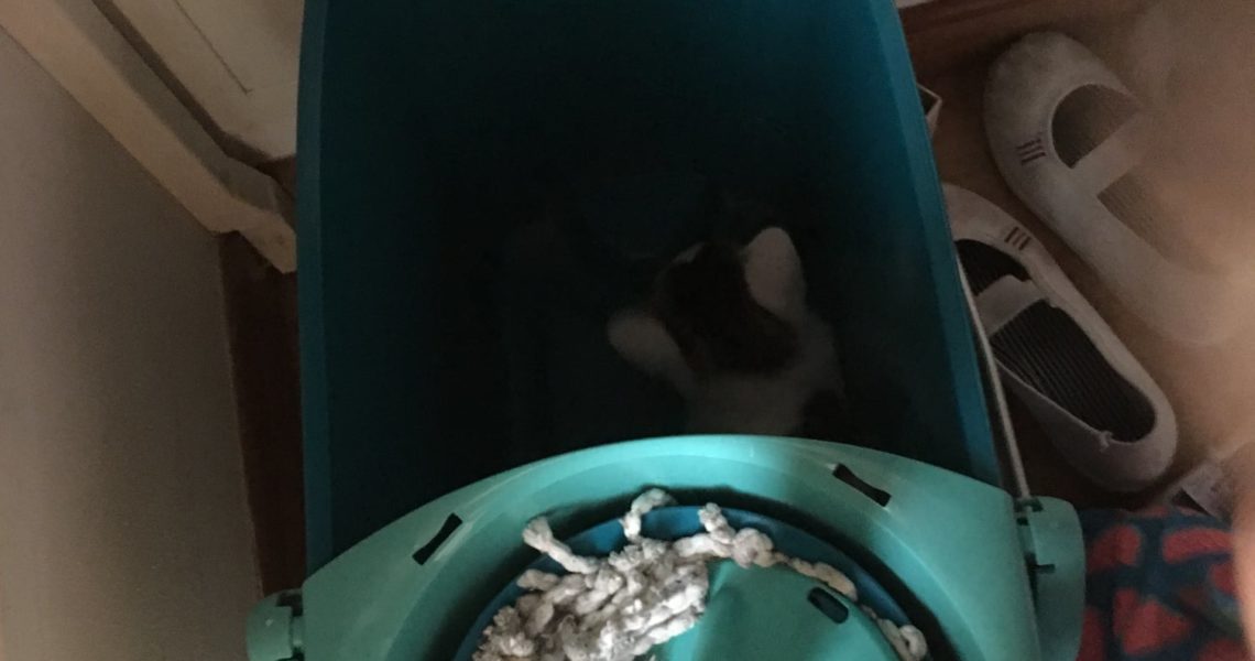 AKÁTEK VČERA ODEŠEL DO NOVÉHO DOMOVA AKÁTEK. DĚKUJEME ZA ZPR...