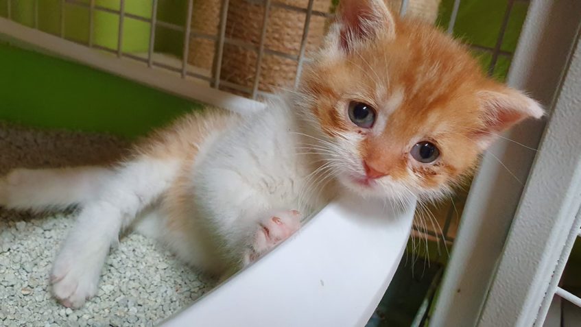 ANDÍLEK  NÁS TROCHU TRÁPÍ...