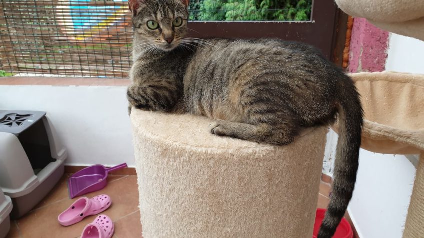 DOMOV VČERA NAŠLA TAKÉ BAZALKA...