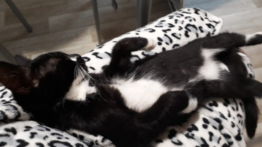 Dobrý den, Snicka roste a je jí plný barák. Je to dablik Val...