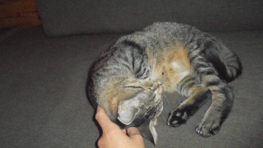 HERMÍNKA ( ELINKA)...