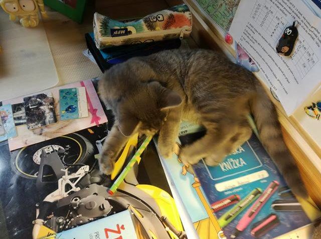 KOCIÁNEK ( v novém domově VINCENT)...