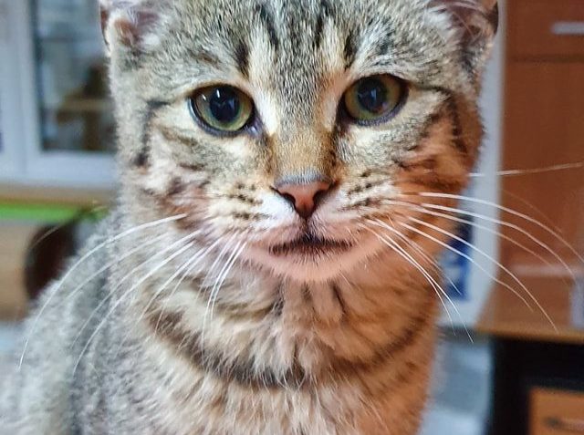 KOCOUREK NALEZENÝ DNES NA AUTOBUSOVÉ ZASTÁVCE NA E 55 U PŘES...