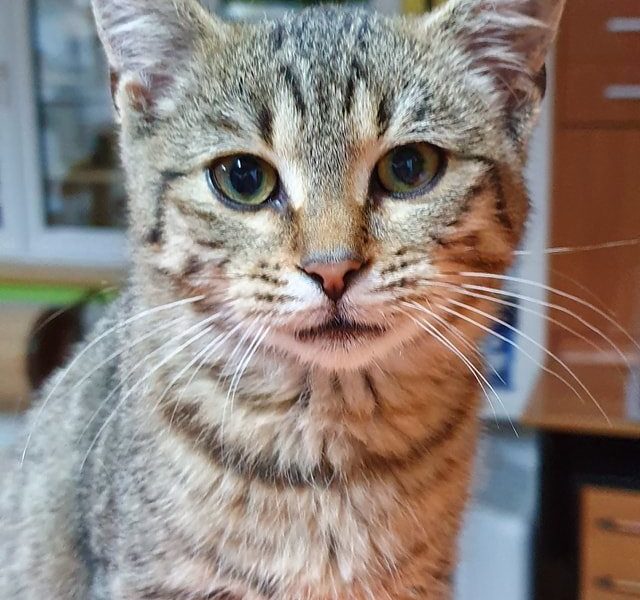 KOCOUREK NALEZENÝ DNES NA AUTOBUSOVÉ ZASTÁVCE NA E 55 U PŘES...