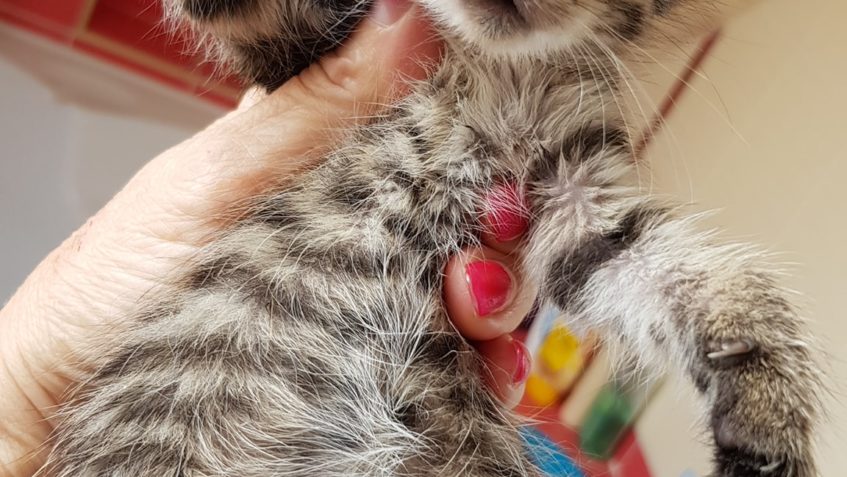 KONEČNĚ VÁM PŘEDSTAVUJEME KOŤÁTKA ZE ZAHRADY V ŽIDOVICÍCH:...