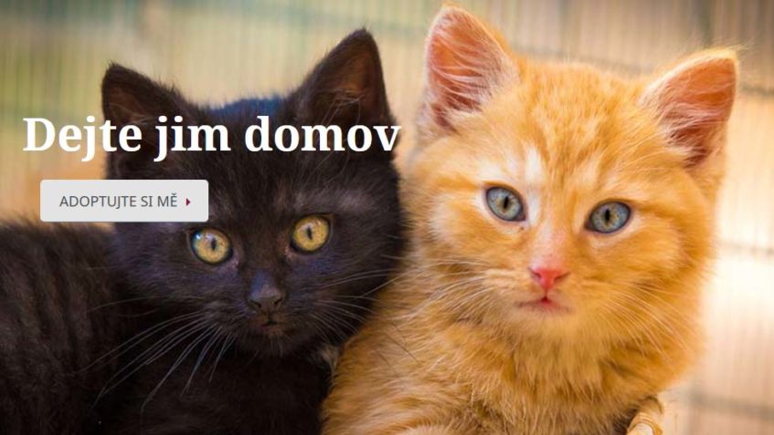 Kočičí domov Sluníčko | útulek pro kočky