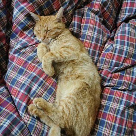 LÍSKÁČEK A KEŠÍK ( Bodie a Doyle)...