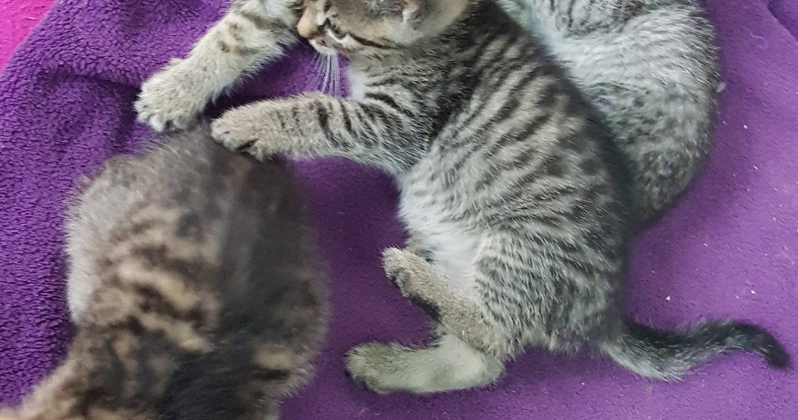 MIMINKA OD MAMINKY OKTÁVY NÁM CHVÍLI DĚLALA RADOST, HEZKY ZA...