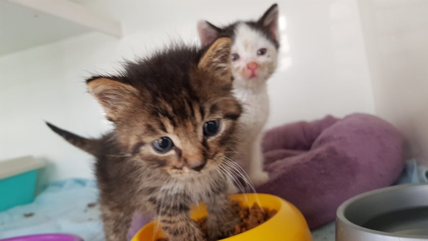 MIMČA PŘIJATÁ V PONDĚLÍ VE ŠPATNÉM ZDRAVOTNÍM STAVU -ještě n...