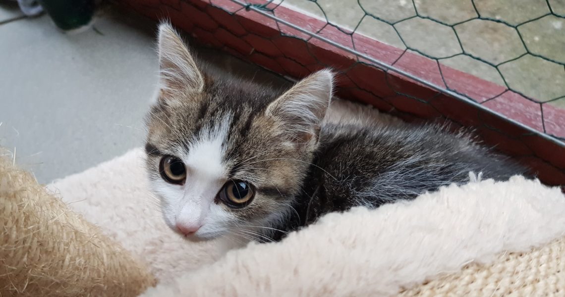 MOTÝLKOVÁ KOŤÁTKA JSOU PŘIPRAVENA DO NOVÝCH DOMOVŮ...