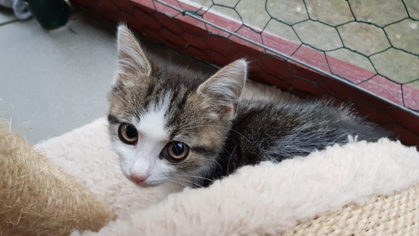 MOTÝLKOVÁ KOŤÁTKA JSOU PŘIPRAVENA DO NOVÝCH DOMOVŮ...