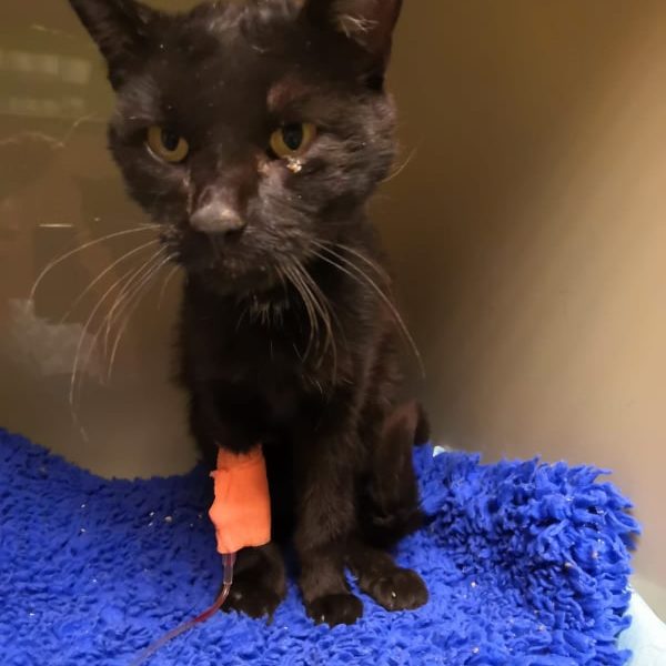 NALEZENEC NA KRAJNICI MEZI LOVOSICEMI A TEPLICEMI...