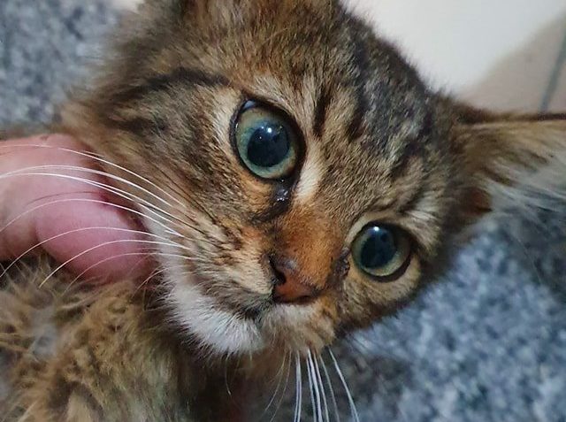 NOVÝ PŘÍJEM Z OBCE BECHLÍN...