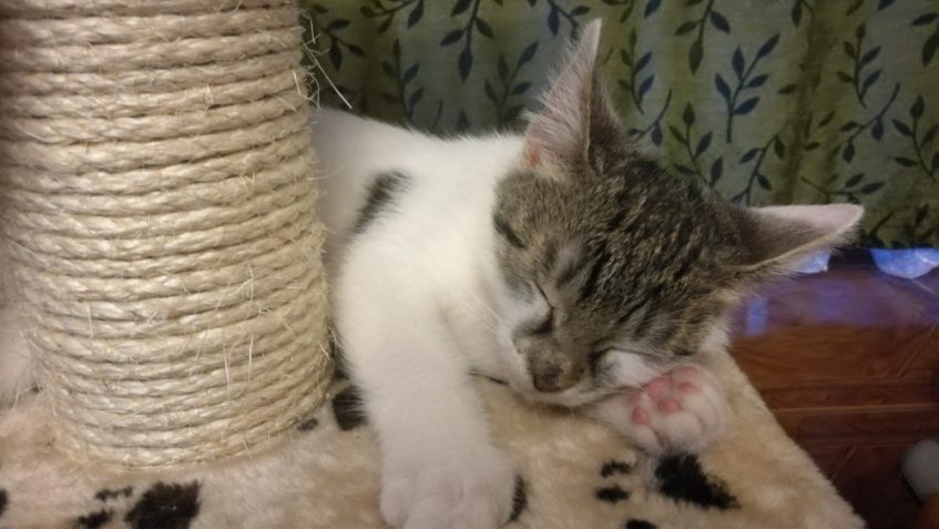 PAŘÍZEK ( EDÍK)...